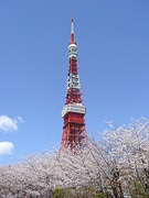 東京タワー周辺の桜が見ごろ－外階段も開放