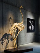 工業デザイナーがディレクションする企画展「骨」－東京ミッドタウンで開催