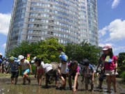 六本木ヒルズの屋上庭園で田植え－今年は岐阜県・下呂市とコラボ