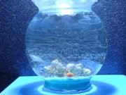 麻布十番で水槽アーティスト個展－新作20点を展示・販売