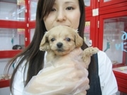 栄に大型ペットショップ－人気犬種やミックス犬など120匹