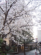 大須の寺の境内で花見イベント「観桜会」－3本の桜が満開に