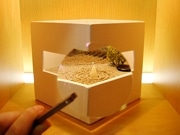 メガネ店で若手作家のアート展－レンズで作った虫眼鏡で作品鑑賞