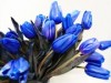 栄の生花店に「ブルーチューリップ」－ホワイトデー・送別会に向け提案