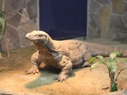 世界最大種のトカゲ「コモドオオトカゲ」、人気に－円山動物園