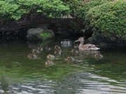 マガモのひな、今年も13羽誕生－札幌グランドホテルの庭園で