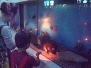 札幌・サンピアザ水族館でナイトウオッチング－オキアミの発光実験も