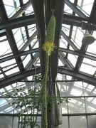 数十年に1度しか咲かない花－札幌の百合が原公園でも開花