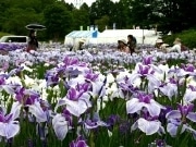 宮城・多賀城で「あやめまつり」、アヤメ250種200万本見ごろに