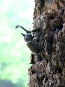 夏休みで「かぶと虫の森」にぎわう－千坪の敷地にカブトムシやクワガタ