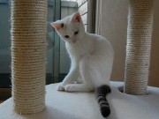 仙台経済新聞、上半期PV1位は「ねこ・ねこ・ねこ」－5位にも猫カフェ