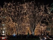 「SENDAI光のページェント」開幕－60万個の電球がケヤキ彩る
