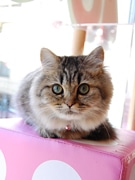 仙台に猫カフェ新店「天使のこねこネコ」－透明キャットウォークも