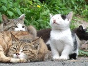 宮城・石巻「猫の島」の猫の暮らしをDVDに－仙台の映像制作会社