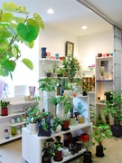 仙台の観葉植物専門店「8.8」、話題に－店主セレクトの鉢に入れ販売