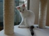 仙台経済新聞、上半期PV1位は「ねこ・ねこ・ねこ」－5位にも猫カフェ