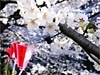 穴場スポットから名所・目黒川沿いまで
広域渋谷圏の「花見」スポット事情2008
