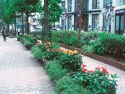 渋谷公園通り、「ハイビスカス」プランター160基を植え替え