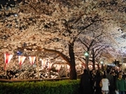 中目黒「目黒川」沿いの桜、週末満開に－夜桜ライトアップも