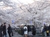 目黒川沿いの桜並木が満開に
