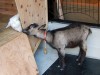 「桜丘カフェ」で子ヤギを飼育