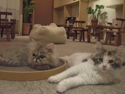 下北沢に初の「猫カフェ」－6匹のスタッフ猫が「常勤」