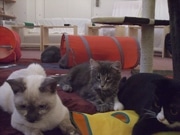 下北沢に猫カフェ新店－「ねこと遊べるカフェ＆バール」コンセプトに