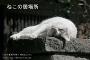 下北沢で写真展「ねこの居場所」－人気ブログ管理人が開く
