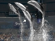 「跳べないイルカ」のショー－20日からGyaOの番組もスタート