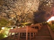 19種類263本の桜が咲き誇る「桜まつり」―高輪のプリンス系3ホテルで