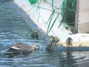 芝浦アイランドで「カルガモの巣づくりプロジェクト」－港区