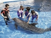 品川の水族館で夏休み特別企画が続々－浴衣客は入場料半額に