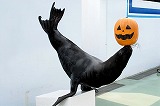 アシカの頭にカボチャランタン－ハロウィーン企画でにぎわう