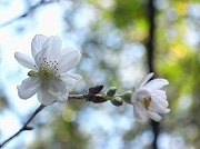 グランドプリンスホテル高輪に「秋一番」の桜－来年1月まで開花