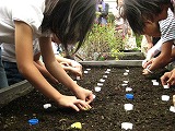 目黒アトレ屋上で「品川かぶ」種まき－植樹するアイドルの卵も