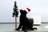 人気アシカの「クッキー」がクリスマスショー－しながわ水族館