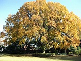 品川区天然記念物「フウの木」が金色に染まる－清泉女子大学の奥庭で