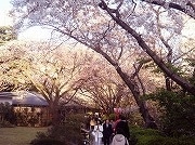 高輪のプリンス系3ホテルの「桜まつり」が見ごろに－週末満開へ