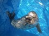 アクアスタジアムのゴマフアザラシ