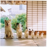 新橋でソフトバンクCM犬「カイくん」の写真展－DVD発売記念で