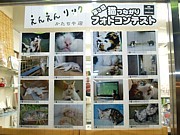 新橋で街猫写真展始まる－「ニャンニャンニャンニャンニャン」の日で
