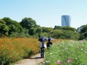 浜離宮恩賜庭園でコスモス写真コンテスト－カレッタ汐留と共催