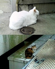 野良猫を減らそう－「人と猫との調和のとれたまちづくりセミナー」