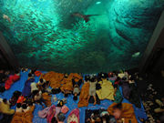 新江ノ島水族館が夏休み企画－親子お泊まりツアー