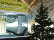 デンキウナギのクリスマスツリー点灯－3年ぶりに復活