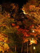 鎌倉の古寺「長谷寺」の境内を夜間ライトアップ－紅葉シーズンで