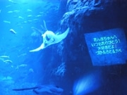 バレンタイン企画「恋する水槽2007」登場－新江ノ島水族館