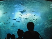 新江ノ島水族館で「バレンタインナイト」－カップル25組で館内独占