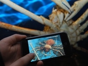 「iPod touch」を利用して館内見学－新江ノ島水族館