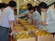 藤沢市内で生産されたナシ・ブドウの品評会－審査後に即売会も